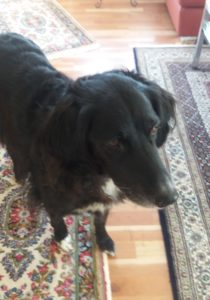 Mia knallfreies Silvester 